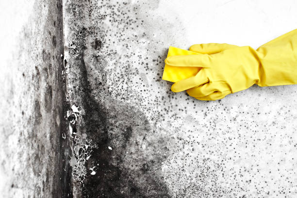 Best Water Damage & Mold Remediation  in Crystal City, MO